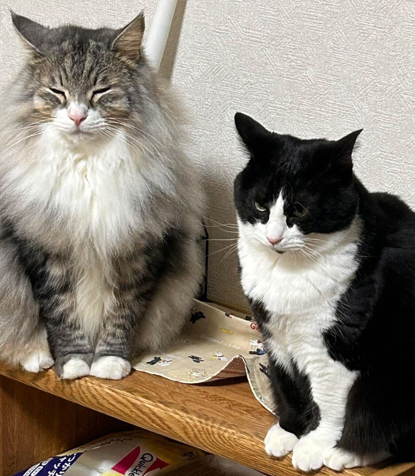ハコちゃんとジェイくん