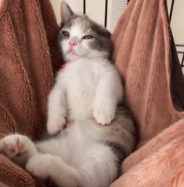 くつろぐマンチカン