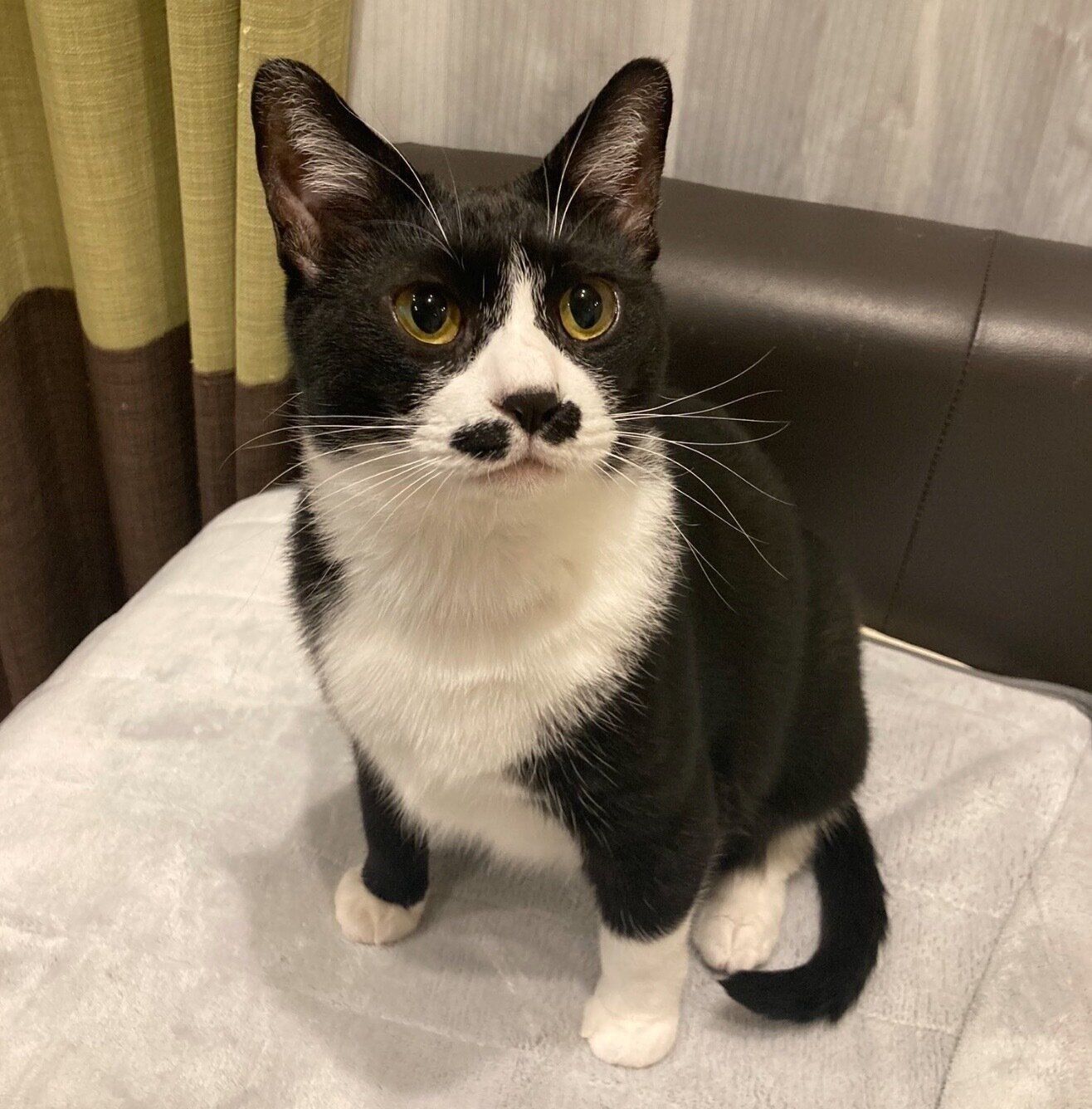 成長したまるもちゃん