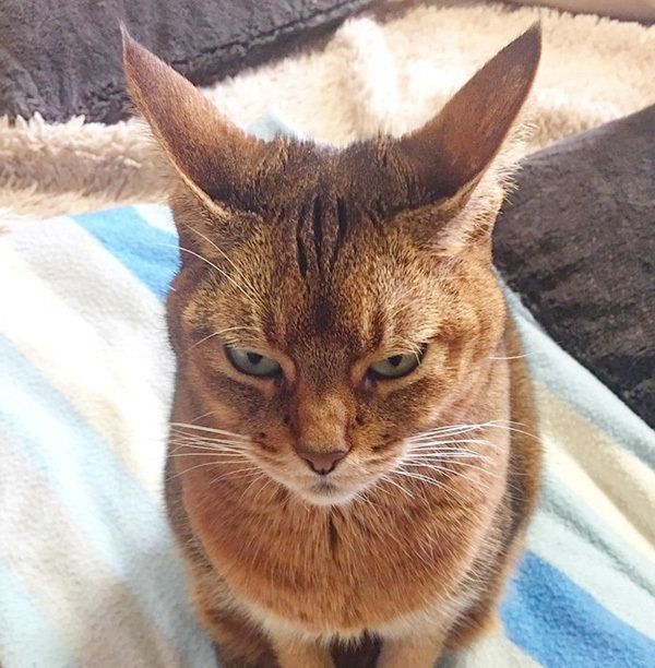 イカ耳になるアビニシアン