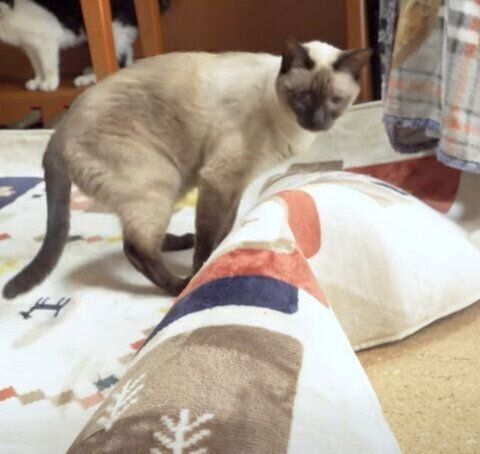 「？？？」なわらびちゃん