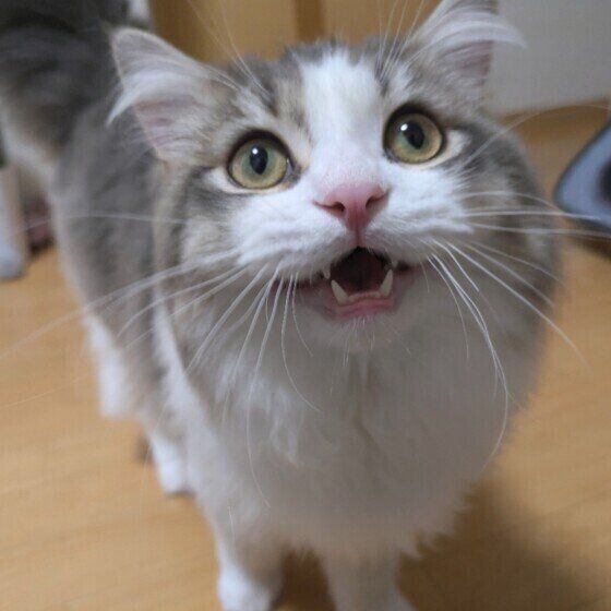 ラガマフィンのリクくん