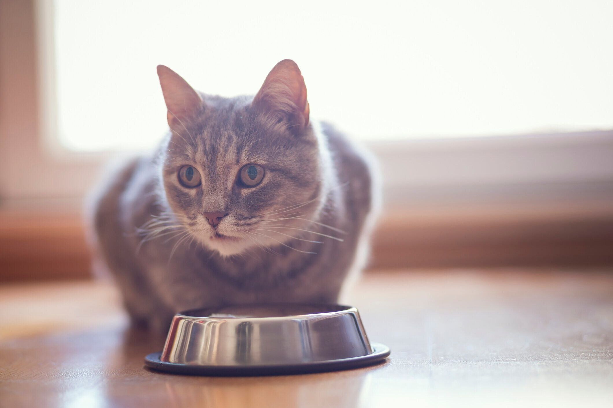 フード皿の前でぼーっとしている猫