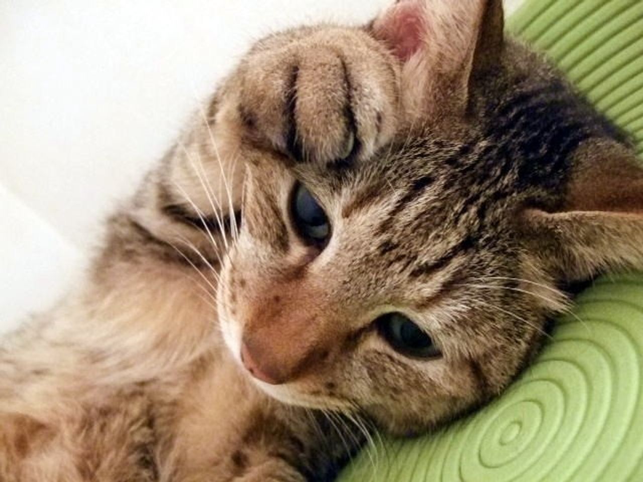 引っ越しや家族構成の変化は 猫にとっては大きなストレスに 事前に対策を考えよう ねこのきもちweb Magazine 引っ越しや家族構成の変化は 猫にとっては大きなストレスに 事前に対策を考えよう ねこのきもちweb Magazine