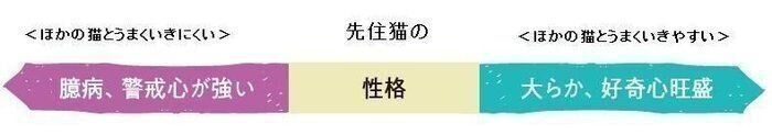 先住猫の性格