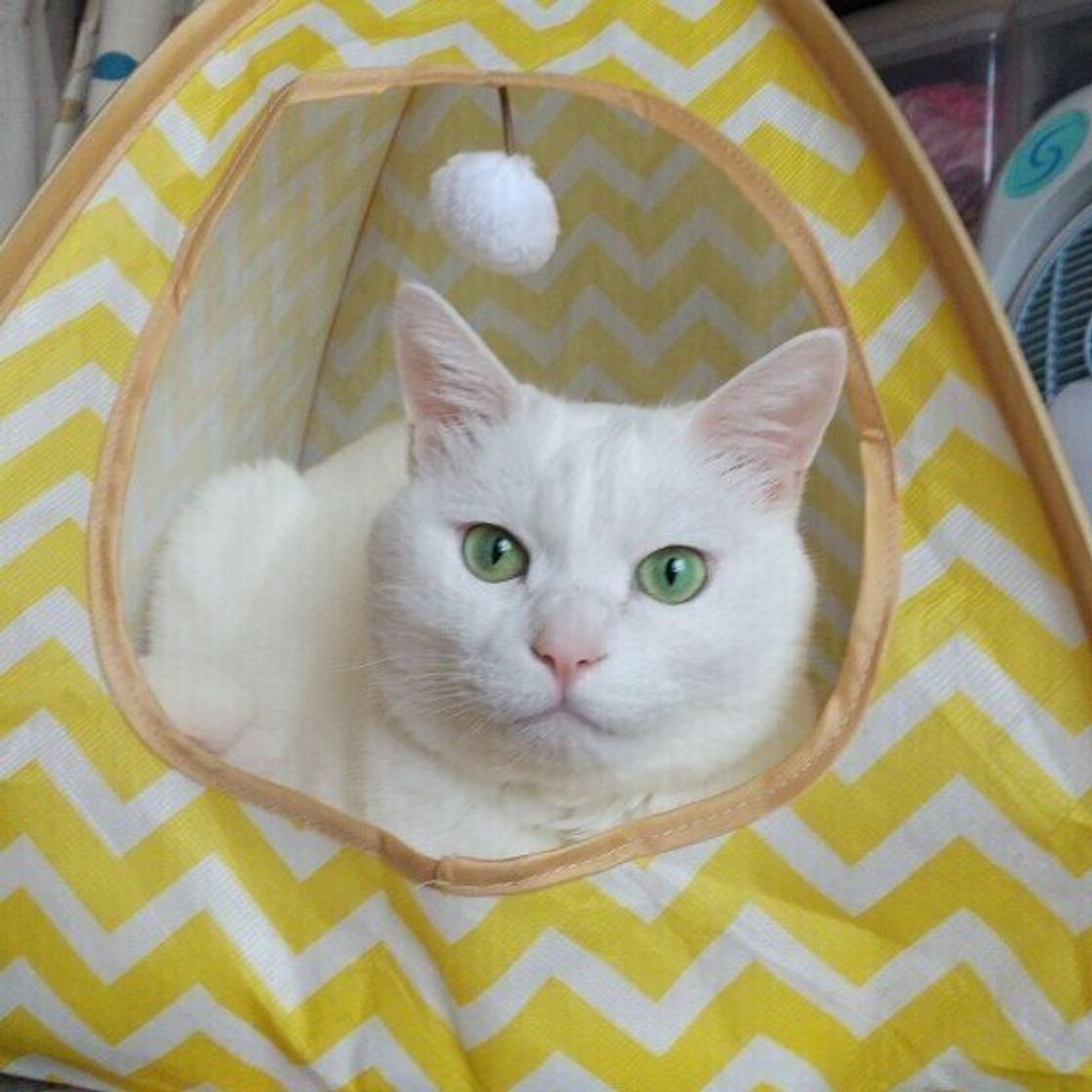 なにやら視線が 猫トイレ 掃除中の飼い主を近くで見ているときの猫のホンネ ねこのきもちweb Magazine なにやら視線が 猫トイレ 掃除中の飼い主を近くで見ているときの猫のホンネ ねこのきもちweb Magazine