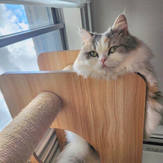 猫タワーの登るミヌエットのラテちゃん