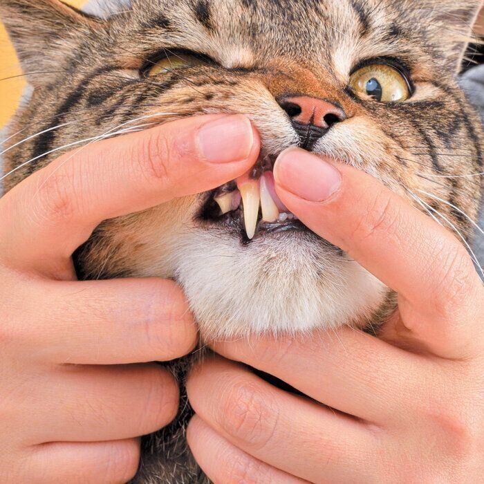 まずはタッチに慣れさせる