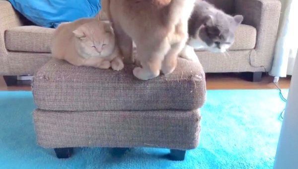 ヤキモチを焼くブリティッシュショートヘア