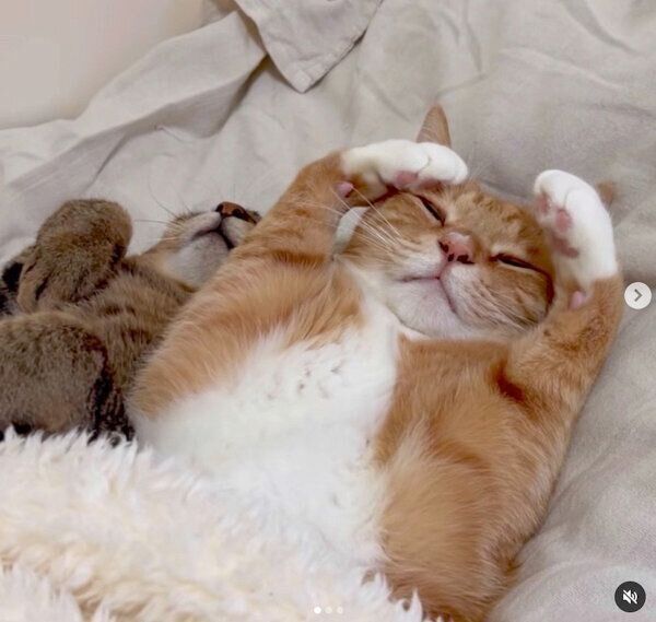 可愛らしいポーズをするマウロアくん