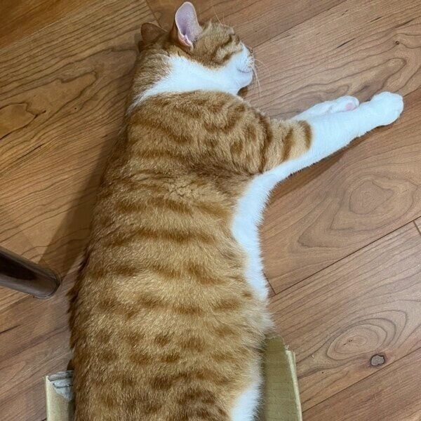 床でくつろぐトラちゃん