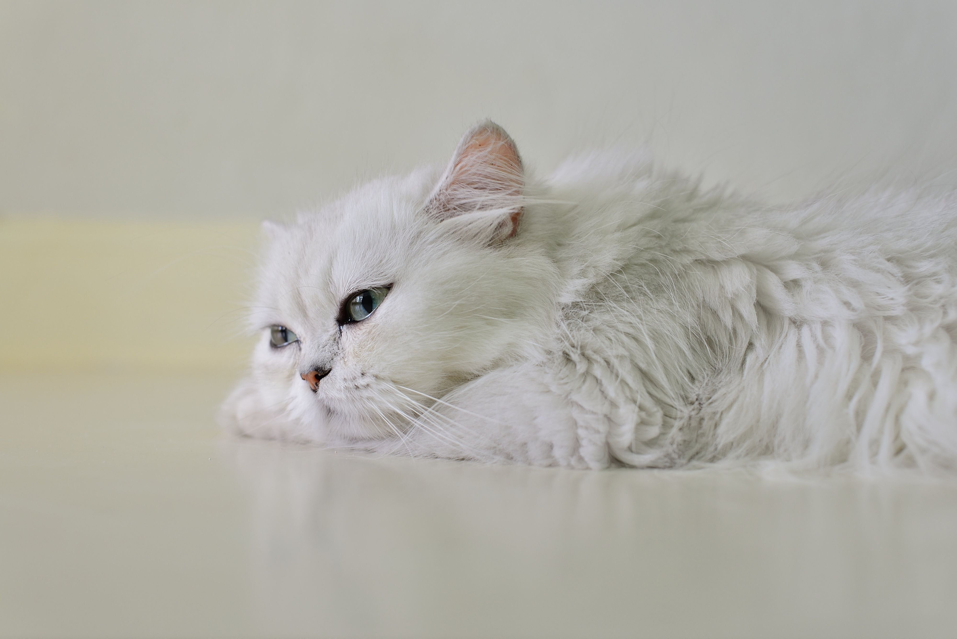 画像／iStock、Getty Images Plus