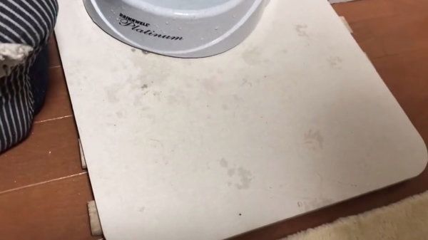 困った水の飲み方をする子猫