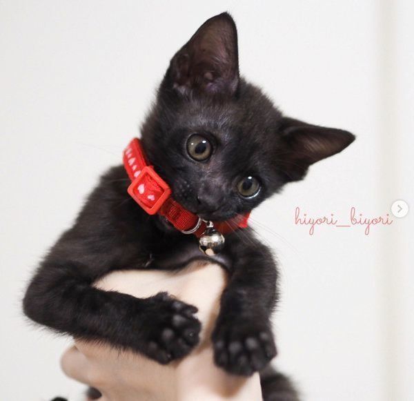 黒猫の月ちゃん