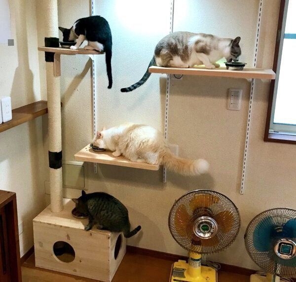 ごはんを食べる猫たち