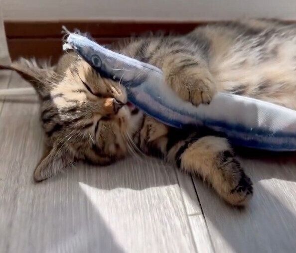 遊んでいる途中で寝落ちしてしまったチョパえもんくん