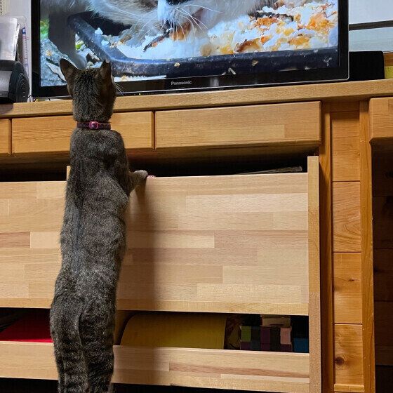 テレビに見入るおいも君