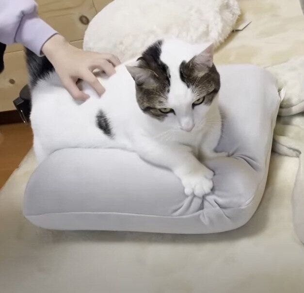 フミフミする猫