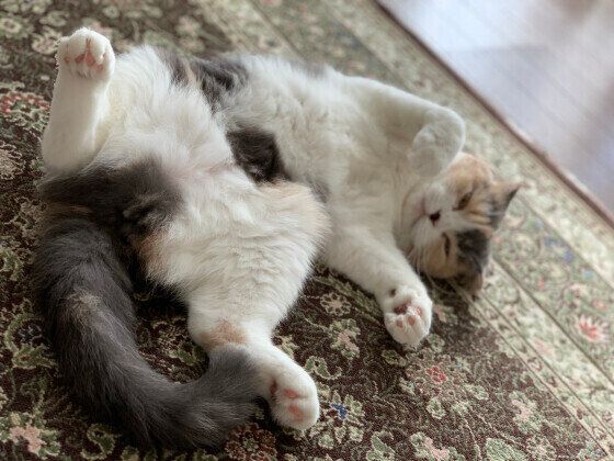 じゅうたんにスリスリするスコティッシュフォールドのヒナちゃん