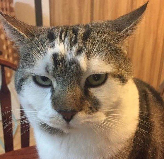 見つめるマンチカン