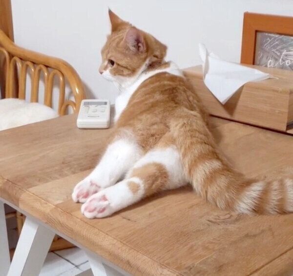 まったりくつろぐむぎちゃん