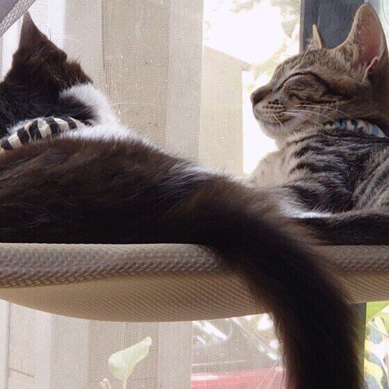 仲良く日向ぼっこするコタローくんたち