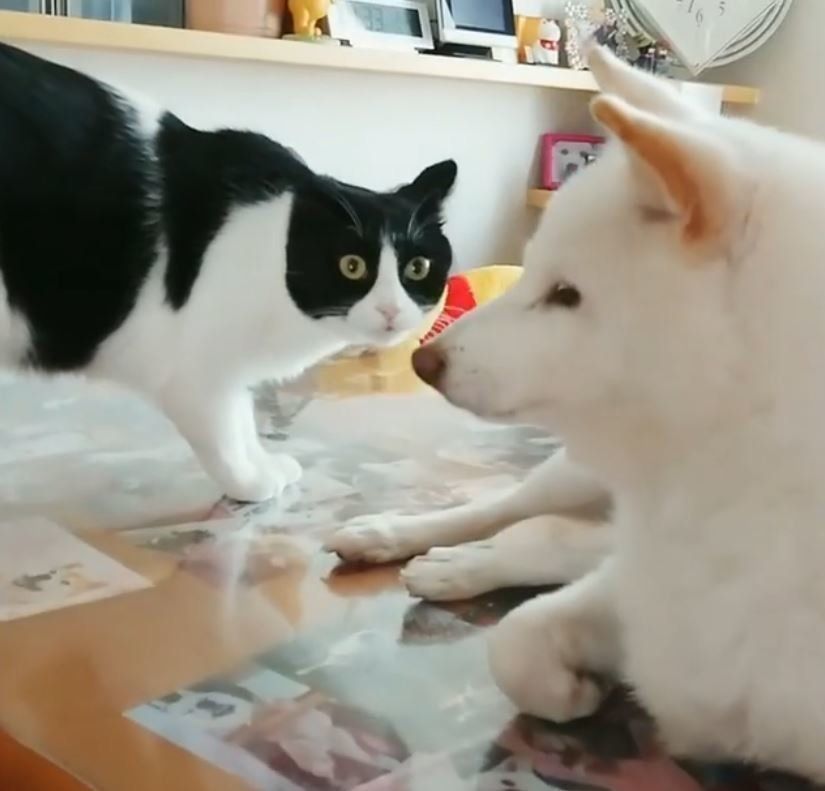 ハチワレ猫と白い犬