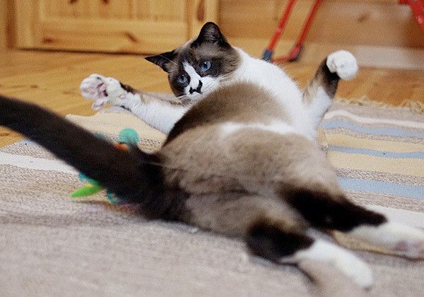 おしりを向ける猫