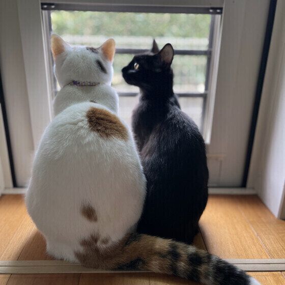 身を寄せ合うつきちゃんたち