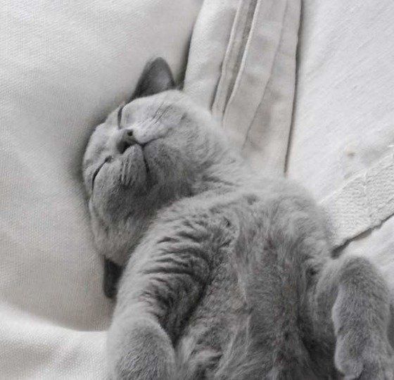 ねこのきもち投稿写真ギャラリー