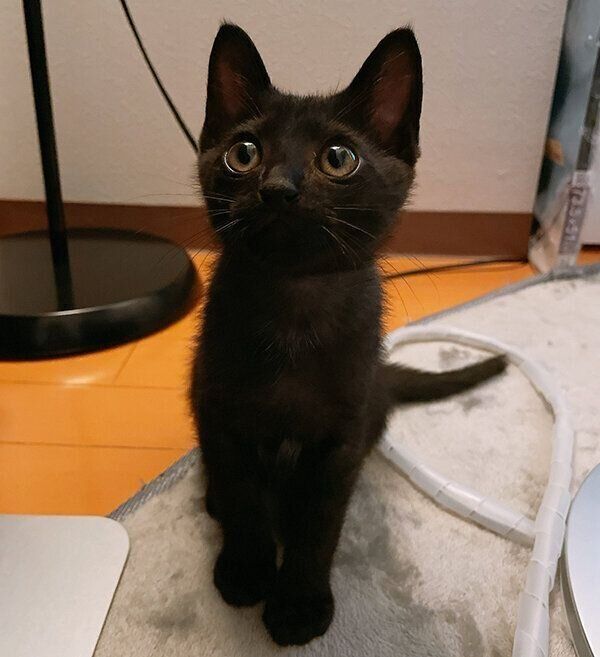 じんべいちゃん