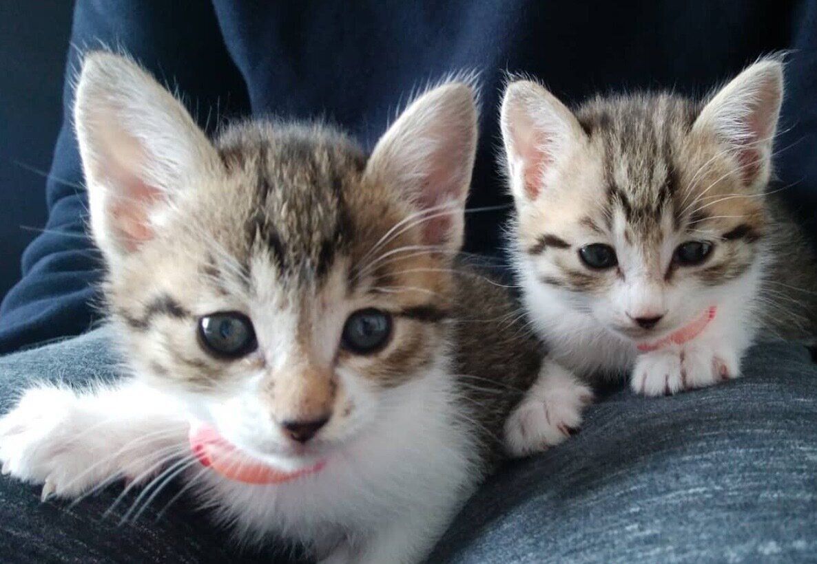 お迎え当時のもなかくん、きびちゃん