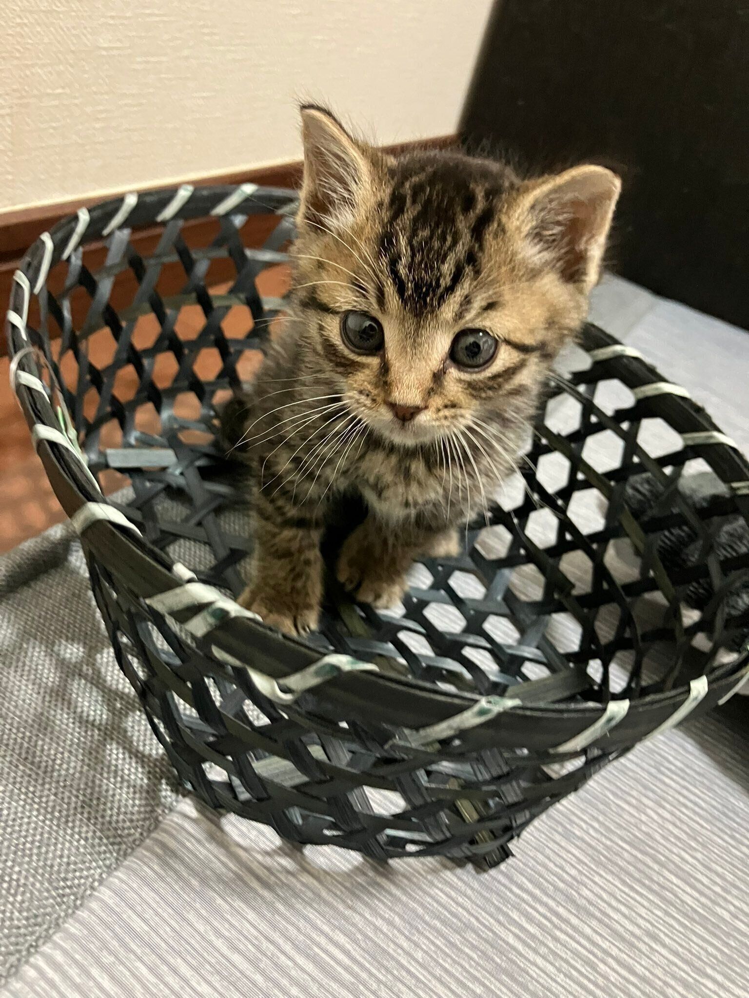 自らカゴに入って“キョトン顔”をするぴぃすけくん