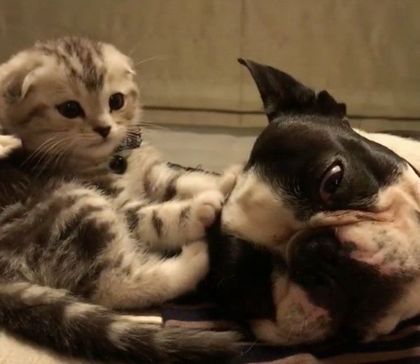 自由奔放な子猫