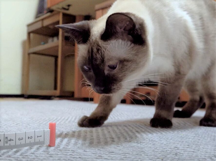 ねこ　わらびちゃん