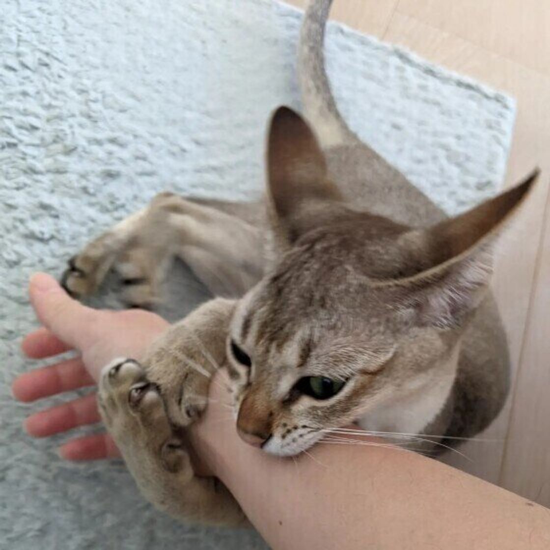 タックルしてケリケリ 猫が人の腕や足をつかまえてキックしてくる心理 ねこのきもちweb Magazine タックルしてケリケリ 猫が人の腕や足をつかまえてキックしてくる心理 ねこのきもちweb Magazine