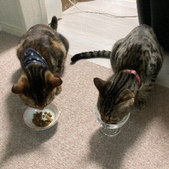 マンチカンの露絆ちゃんたち