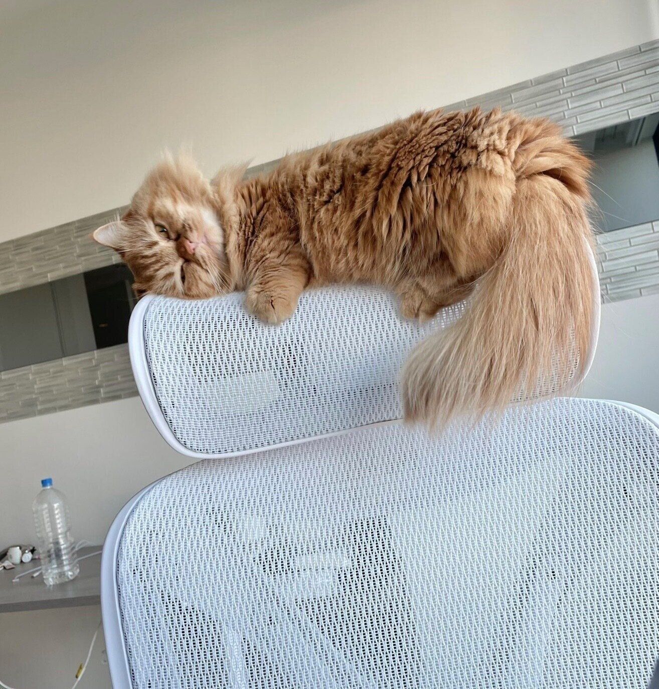 飼い主さんを監視するうなちゃん