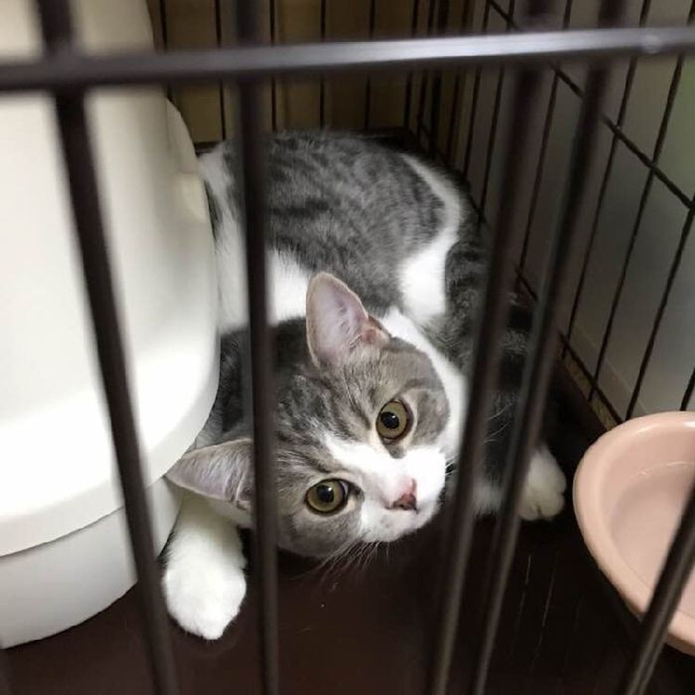 人との触れ合いが苦手な猫と仲良くなる方法 ねこのきもちweb Magazine