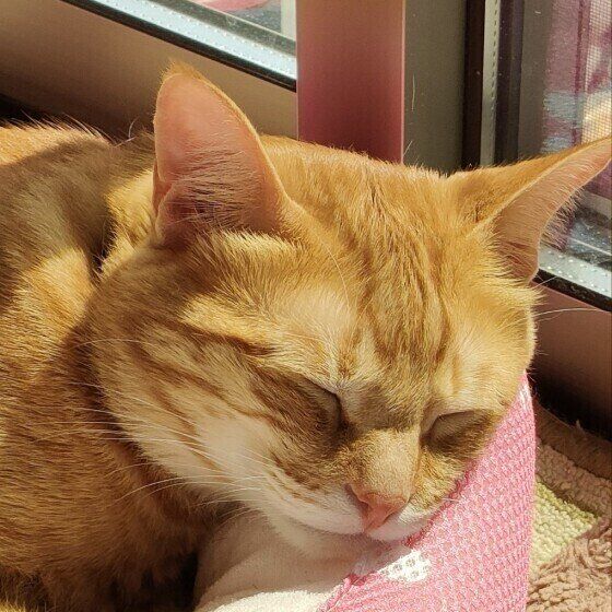 ひなたぼっこする茶トラ