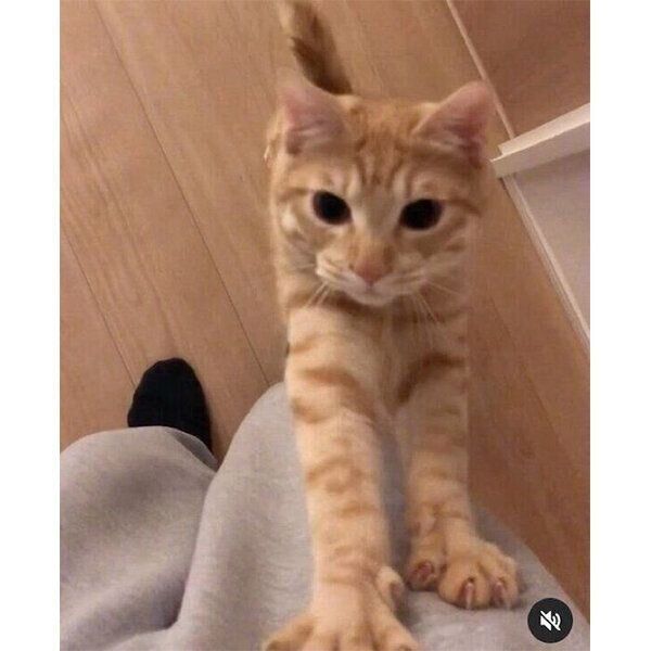 「甘えさせての合図」を見せるぽっけくん