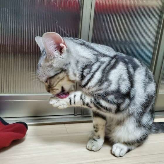 前足をなめるアメリカンショートヘア