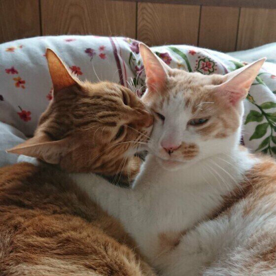 仲よしなモカちゃんとラテくん