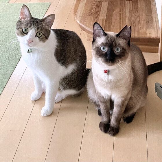 リビングで並ぶ2匹の猫たち