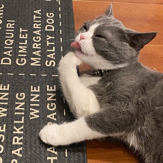 ブリティッシュショートヘアの路空くん♪