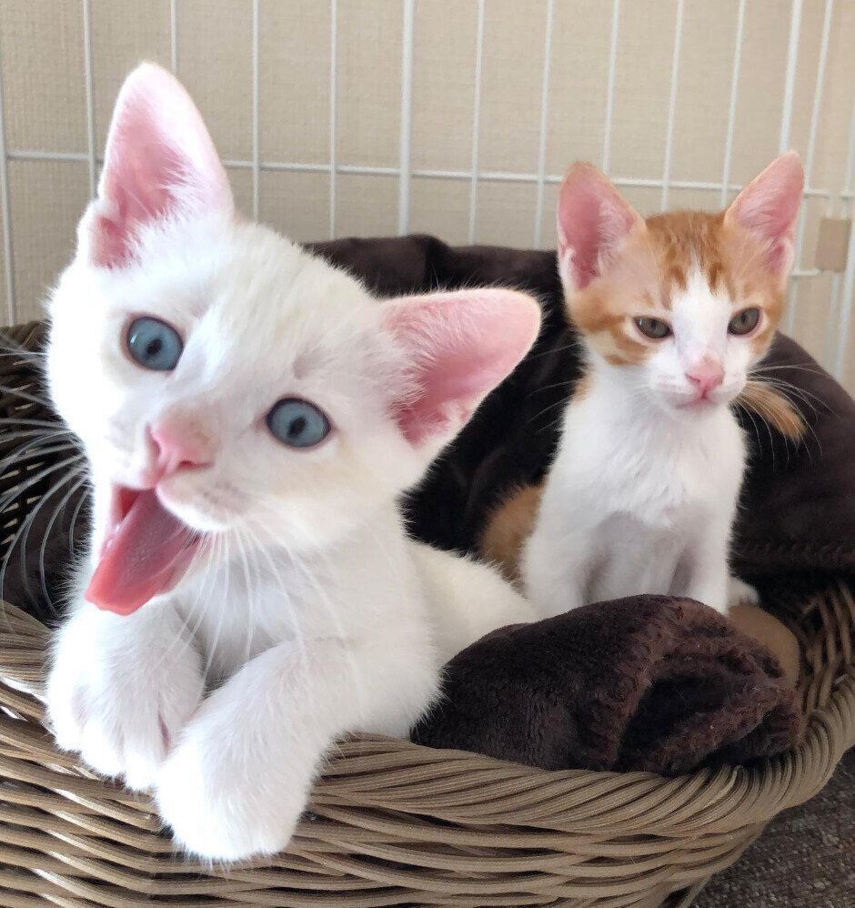 大あくびをする雅くんと、寝起きの樂くん