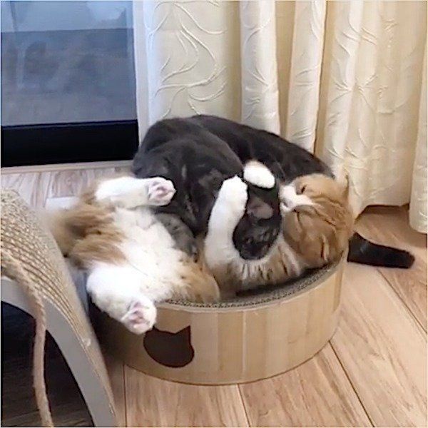 毛づくろいするスコティッシュフォールドとマンチカン