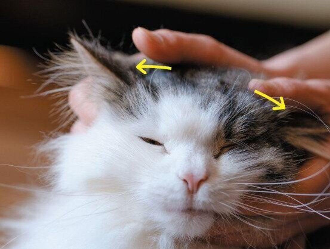 愛猫を喜ばせる 3つの部位別 なで方 触り方のコツ ねこのきもちweb Magazine 愛猫を喜ばせる 3つの部位別 なで方 触り方のコツ ねこのきもちweb Magazine