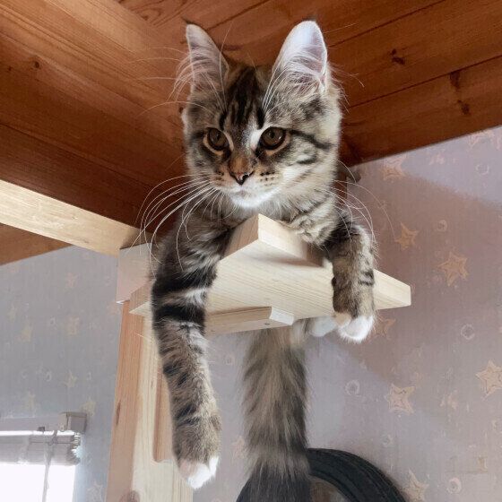 高いところに乗るノルウェージアンフォレストキャットのムンクちゃん