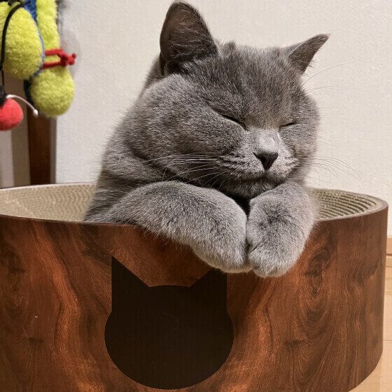 ウトウトするうにちゃん